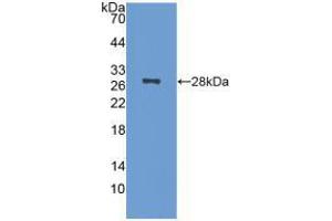 Western blot analysis of recombinant Mouse NCL. (Nucleolin 抗体  (AA 353-568))