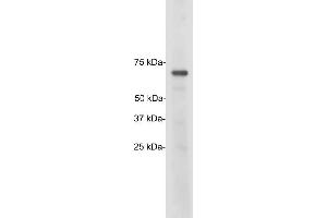 Blots of crude HeLa cell homogenate blotted with ABIN1842245. (TATA Box-Binding Protein Associated Factor 2N-TAF15 抗体)