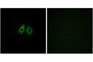 Immunofluorescence analysis of A549 cells, using OR13C3 Antibody. (OR13C3 抗体  (AA 201-250))