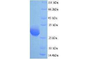 SDS-PAGE (SDS) image for RAB3A Interacting Protein (Rabin3)-Like 1 (RAB3IL1) (AA 21-247) protein (His tag) (ABIN5713494) (RAB3IL1 Protein (AA 21-247) (His tag))