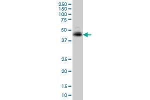 TNFRSF10A monoclonal antibody (M01), clone 2E8 Western Blot analysis of TNFRSF10A expression in K-562 . (TNFRSF10A 抗体  (AA 105-204))