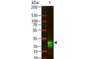 Western Blot of Goat anti-F(ab')2 Rabbit IgG F(ab')2 Antibody Pre-Adsorbed Lane 1: Rabbit IgG F(ab')2 Load: 100 ng per lane Primary antibody: F(ab')2 Rabbit IgG F(ab')2 Antibody Pre-Adsorbed at 1:1000 o/n at 4°C Secondary antibody: 800 Donkey anti-goat at 1:20,000 for 30 min at RT Block: ABIN925618 for 30 min at RT Predicted/Observed size: 28 kDa, 28 kDa Other band(s): antigen breakdown (山羊 anti-兔 IgG (F(ab')2 Region) Antibody - Preadsorbed)