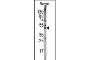 Western blot analysis of STK11 Antibody (N-term V34) (ABIN391352 and ABIN2841373) in Ramos cell line lysates. (LKB1 抗体  (N-Term))