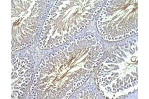 Rat testis tissue was stained by Rabbit Anti-INSL-7 / Relaxin-3, B Chain (Human) (Relaxin 3 抗体  (Chain B))