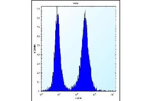 PHF5A Antibody (C-term) (ABIN657423 and ABIN2846460) flow cytometric analysis of Hela cells (right histogram) compared to a negative control cell (left histogram). (PHF5A 抗体  (C-Term))