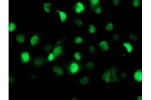 Anti-SAMHD1 mouse monoclonal antibody (ABIN2454026) immunofluorescent staining of COS7 cells transiently transfected by pCMV6-ENTRY SAMHD1 (RC206013). (SAMHD1 抗体)