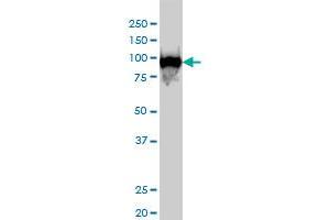 CSE1L monoclonal antibody (M04), clone 2F4 Western Blot analysis of CSE1L expression in Hela S3 NE . (Exportin 2 抗体  (AA 872-971))