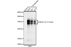 Western blot analysis of extracts of 293T cells, using SARS-CoV-2 3CLpro antibody (ABIN7270150) at 1:1000 dilution. (SARS-Coronavirus Nonstructural Protein 8 (SARS-CoV NSP8) 抗体)