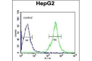 FGG Antibody (N-term) (ABIN391493 and ABIN2841460) flow cytometric analysis of HepG2 cells (right histogram) compared to a negative control cell (left histogram). (FGG 抗体  (N-Term))