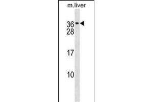 CACNG1 Antibody (C-term) (ABIN1536726 and ABIN2838274) western blot analysis in mouse liver tissue lysates (35 μg/lane). (CACNG1 抗体  (C-Term))