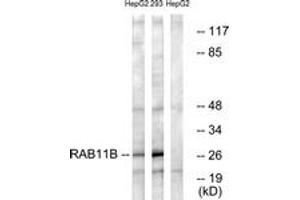 Western blot analysis of extracts from HepG2/293 cells, using RAB11B Antibody. (RAB11B 抗体  (AA 164-213))