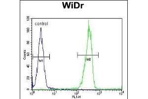 LGALS2 Antibody (Center) (ABIN652689 and ABIN2842460) flow cytometric analysis of WiDr cells (right histogram) compared to a negative control cell (left histogram). (Galectin 2 抗体  (AA 85-111))