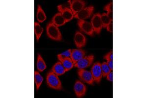 Immunofluorescence (IF) image for anti-Ribosomal Protein L36a-Like (RPL36AL) (AA 1-106) antibody (ABIN7270007)
