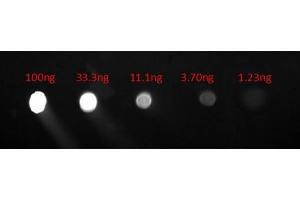 Dot Blot of Goat anti-Human IgG F(c) Fluorescein Conjugated Antibody. (山羊 anti-人 IgG (Fc Region) Antibody (FITC) - Preadsorbed)