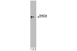 Western blot analysis of Golgin-84 on a SW-13 cell lysate (Human adrenal gland carcinoma, ATCC CCL-105). (GOLGA5 抗体  (AA 510-713))
