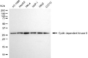 anti-Cyclin-Dependent Kinase 5 (CDK5) antibody