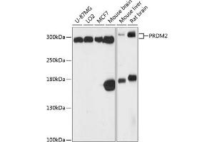Western blot analysis of extracts of various cell lines, using PRDM2 antibody (ABIN6133729, ABIN6146141, ABIN6146143 and ABIN6217047) at 1:3000 dilution. (PRDM2 抗体  (AA 50-150))