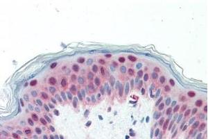 Immunohistochemistry (IHC) image for anti-GA Binding Protein Transcription Factor, alpha Subunit 60kDa (GABPA) (AA 18-29) antibody (ABIN1804633)