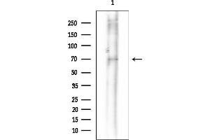 anti-Iduronate 2-Sulfatase (IDS) antibody