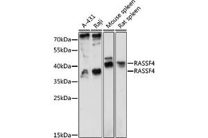 Western blot analysis of extracts of various cell lines, using R antibody (ABIN7269861) at 1:1000 dilution. (RASSF4 抗体  (AA 1-160))