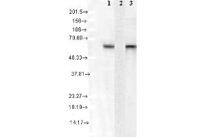 Western Blot analysis of Human Cell lysates showing detection of Hsc70 protein using Mouse Anti-Hsc70 Monoclonal Antibody, Clone 1F2-H5 . (Hsc70 抗体  (Atto 488))