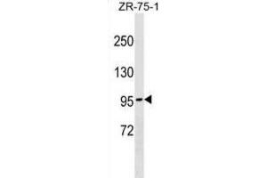 Western Blotting (WB) image for anti-N-Deacetylase/N-Sulfotransferase (Heparan Glucosaminyl) 4 (NDST4) antibody (ABIN2999949) (NDST4 抗体)
