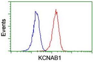 Image no. 2 for anti-Potassium Voltage-Gated Channel, Shaker-Related Subfamily, beta Member 1 (KCNAB1) antibody (ABIN1498996) (KCNAB1 抗体)