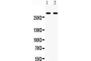 Anti- ITPR3 Picoband antibody, Western blotting All lanes: Anti ITPR3  at 0. (ITPR3 抗体  (N-Term))