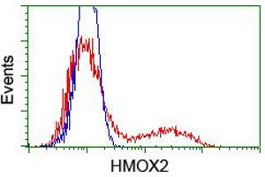 HEK293T cells transfected with either RC201777 overexpress plasmid (Red) or empty vector control plasmid (Blue) were immunostained by anti-HMOX2 antibody (ABIN2455216), and then analyzed by flow cytometry. (HMOX2 抗体)