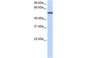 Western Blotting (WB) image for anti-Lactamase, beta (LACTB) antibody (ABIN2463519) (LACTB 抗体)