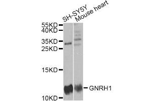 Western blot analysis of extracts of various cell lines, using GNRH1 antibody (ABIN1876826) at 1:1000 dilution. (GNRH1 抗体)