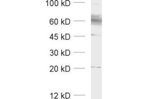 Western Blotting (WB) image for anti-Solute Carrier Family 1 (Glial High Affinity Glutamate Transporter), Member 3 (SLC1A3) (AA 186-202), (Extracellular Domain) antibody (ABIN1742505) (SLC1A3 抗体  (Extracellular Domain))