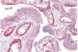 Anti-GRHL3 antibody IHC staining of human placenta. (GRHL3 抗体  (AA 431-480))
