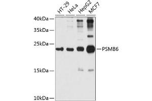 Western blot analysis of extracts of various cell lines, using PSMB6 antibody (ABIN1682336, ABIN3018469, ABIN3018470 and ABIN6220475) at 1:1000 dilution. (PSMB6 抗体  (AA 35-239))
