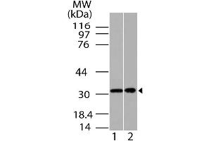 Image no. 1 for anti-Homeobox A9 (HOXA9) antibody (ABIN5027734) (HOXA9 抗体)