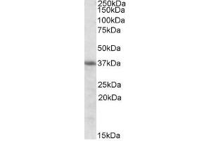 Image no. 1 for anti-Heme Oxygenase (Decycling) 2 (HMOX2) (Internal Region) antibody (ABIN401519) (HMOX2 抗体  (Internal Region))