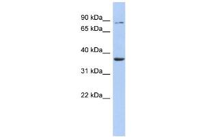 WB Suggested Anti-HS3ST1 Antibody Titration:  0. (HS3ST1 抗体  (Middle Region))