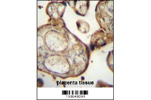 SGPP1 Antibody immunohistochemistry analysis in formalin fixed and paraffin embedded human placenta tissue followed by peroxidase conjugation of the secondary antibody and DAB staining. (SGPP1 抗体  (N-Term))
