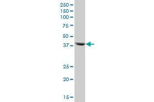 BCKDK MaxPab polyclonal antibody. (BCKDK 抗体  (AA 1-412))
