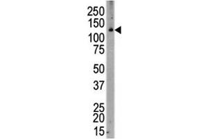 Western Blotting (WB) image for anti-Colony Stimulating Factor 1 Receptor (CSF1R) (AA 940-971) antibody (ABIN3030557)