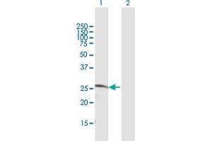 Western Blot analysis of CDC42EP2 expression in transfected 293T cell line by CDC42EP2 MaxPab polyclonal antibody. (CDC42EP2 抗体  (AA 1-210))