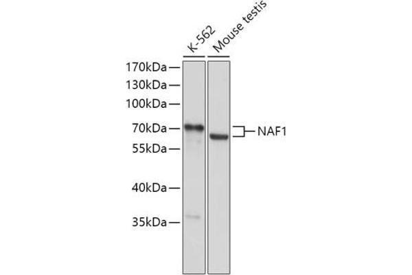 NAF1 抗体  (AA 150-400)
