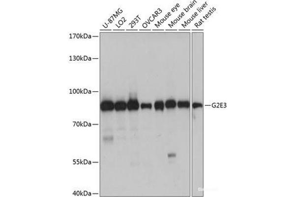 G2E3 抗体