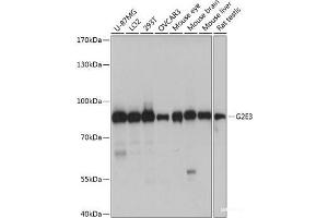 Western blot analysis of extracts of various cell lines using G2E3 Polyclonal Antibody at dilution of 1:1000. (G2E3 抗体)