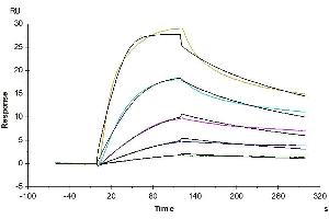 Surface Plasmon Resonance (SPR) image for Very Low Density Lipoprotein Receptor (VLDLR) (AA 28-797) protein (His tag) (ABIN7275823)