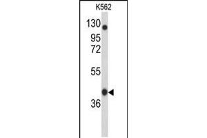 Western blot analysis of APOBEC3F Antibody in K562 cell line lysates (35ug/lane) (APOBEC3F 抗体  (N-Term))