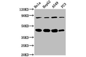 Western Blot Positive WB detected in: Hela whole cell lysate, HepG2 whole cell lysate, A549 whole cell lysate, PC-3 whole cell lysate All lanes: PIK3R6 antibody at 3. (PIK3R6 抗体  (Regulatory Subunit 6))
