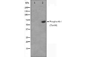 Western blot analysis of Akt1 phosphorylation expression in PDGF treated NIH-3T3 whole cell lysates,The lane on the left is treated with the antigen-specific peptide. (AKT1 抗体  (pThr450))