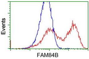 HEK293T cells transfected with either RC207996 overexpress plasmid (Red) or empty vector control plasmid (Blue) were immunostained by anti-FAM84B antibody (ABIN2453033), and then analyzed by flow cytometry. (FAM84B 抗体)