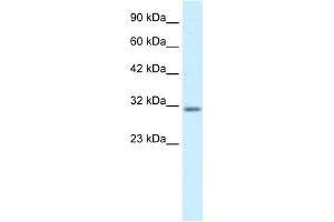 WB Suggested Anti-BARX1 Antibody Titration:  0. (BARX1 抗体  (Middle Region))